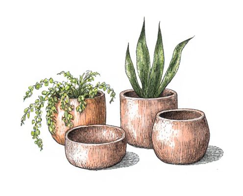 Biophilic Decor in Women's Homeware: Enhancing Well-Being and Style