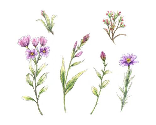 Botanical Prints in Women's Products: Enhancing Aesthetic Appeal and Personal Style