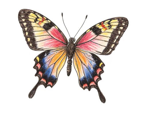 Butterfly Haircut in Women's Beauty: Styling Techniques, Face Shapes, and Maintenance Tips