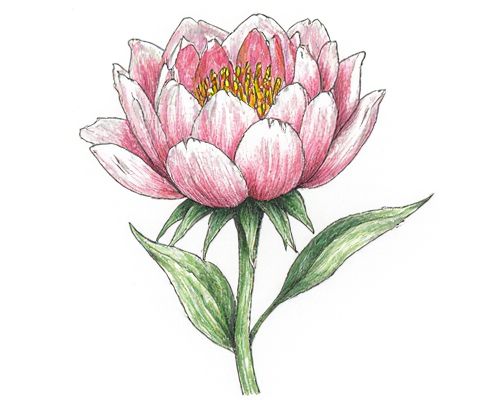 Custom Birth Flower Art in Women's Gifts: Personalization, Meaning, and Inspiration