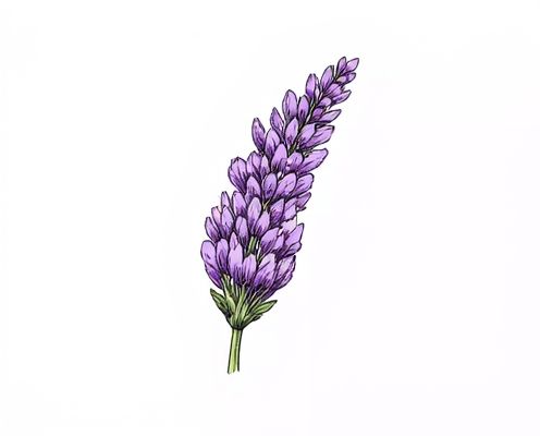 Digital Lavender in Women's Decor: Trends, Styling, and Inspiration