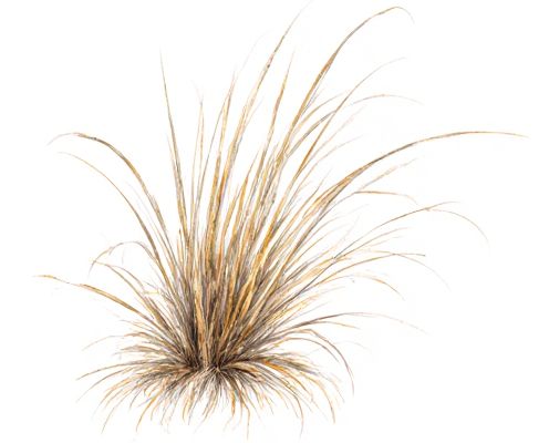 Dried Pampas Grass in Home Decor: Styling, Arrangement Ideas, and Care