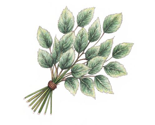 Eucalyptus Bouquets in Women's Gifts: Symbolism, Selection, and Presentation