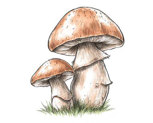 Mushroom-Based Antioxidants in Women's Skincare: Benefits, Efficacy, and Ingredient Innovation