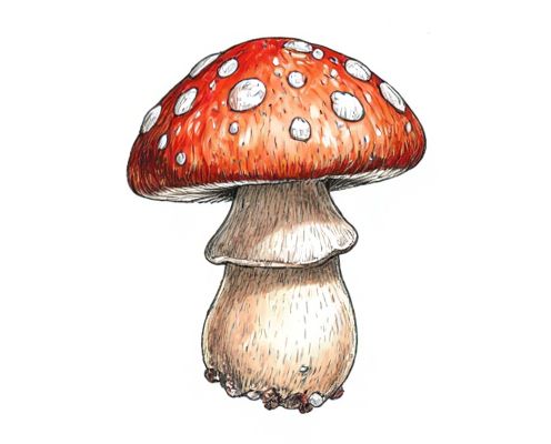 Mushroom Bath Benefits for Women: Relaxation, Skin Care, and Wellness