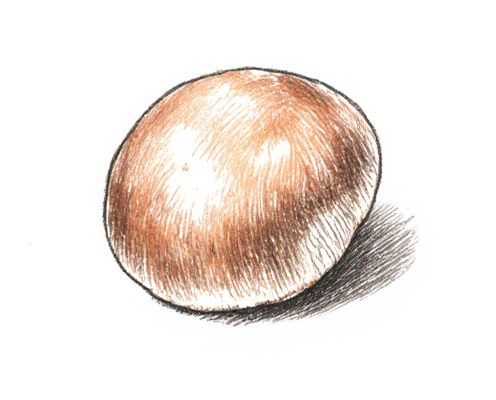 Mushroom Soap in Bath: Benefits, Natural Ingredients, and Skin Care Advantages