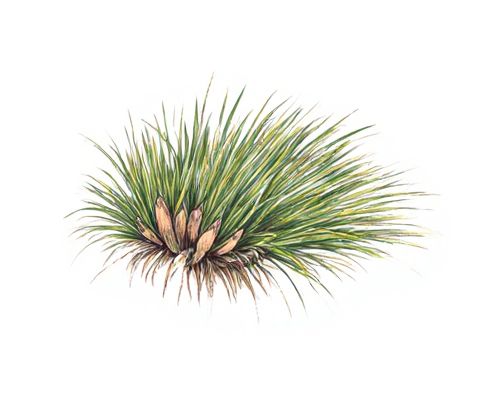 Pampas Grass in Women's Product Decor: Styling, Benefits, and Creative Ideas