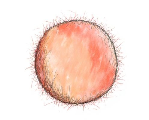 Peach Fuzz Accents in Women's Products: Decoration, Style, and Trends