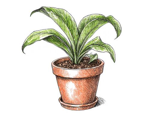 Plant Subscription Gift Ideas for Women: Unique Indoor Greenery and Self-Care