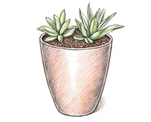 Self-Watering Planters in Homeware: Benefits, Design Innovations, and Usage for Women